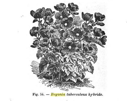 B. ‘Tuberculeux’